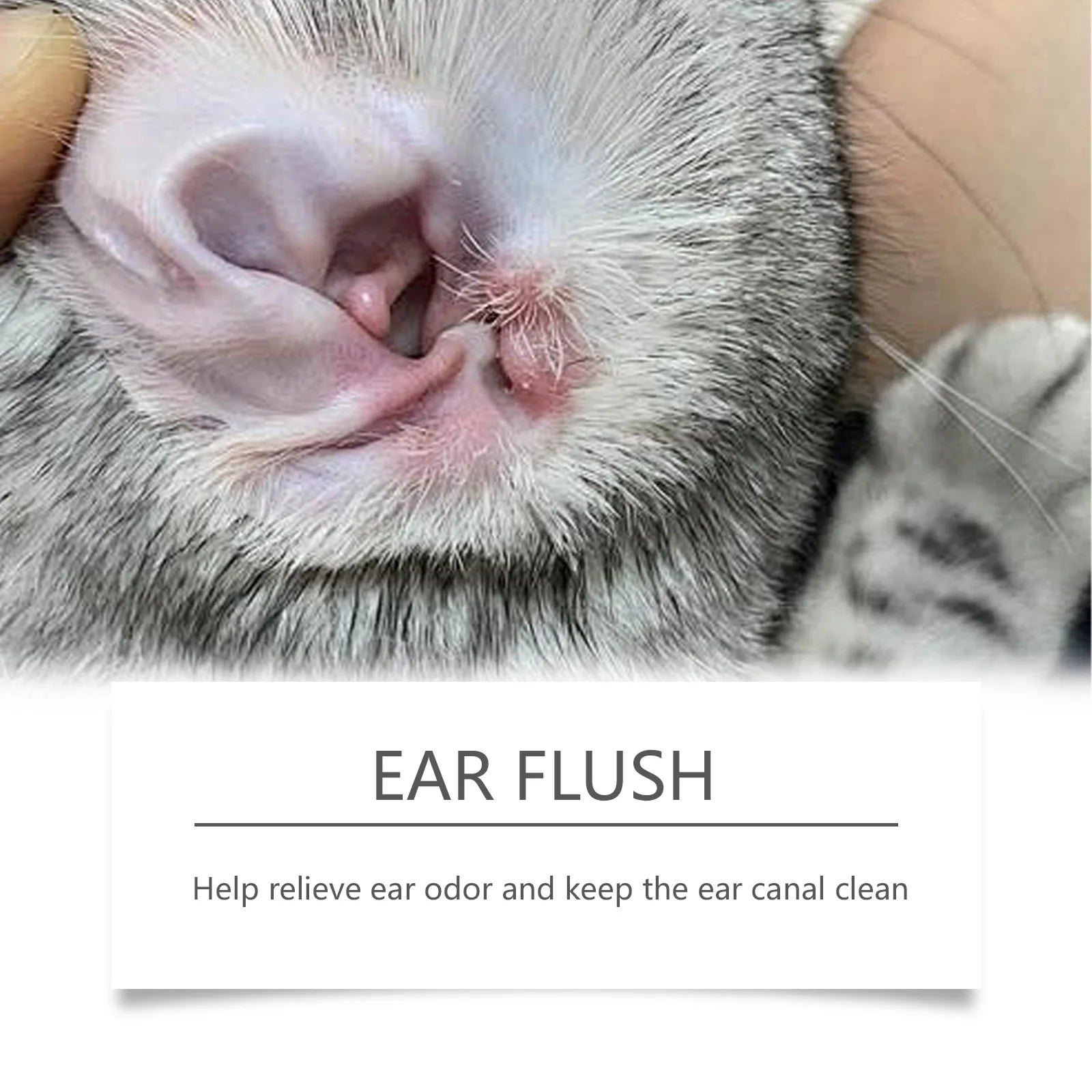 Cat Dog Ear Cleanser Relieve Discomfort Remove Ear Mite Dirt for Odor Control Itch Relief Pet Ear Care Cleaning Products 100ml Deals 4 U   Deals 4 U